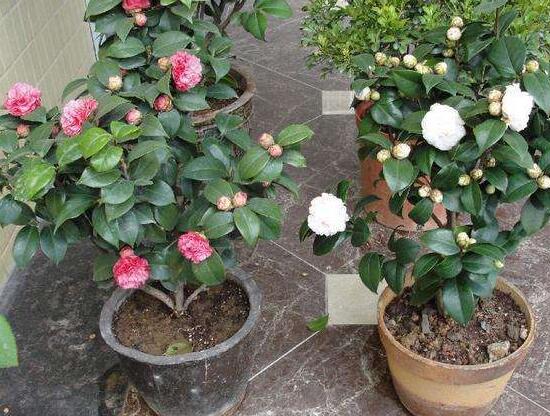 茶花怎么修剪，茶花的修剪方法圖解