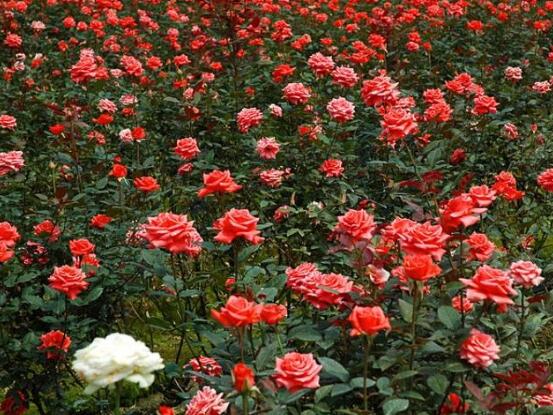 玫瑰花葉子發(fā)黃怎么辦，玫瑰花葉子發(fā)黃解決辦法
