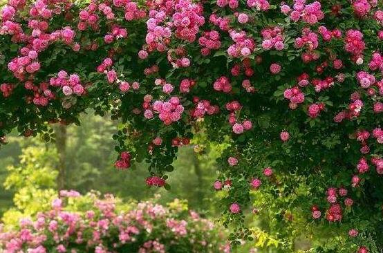 薔薇花能水培嗎，薔薇花水培方法