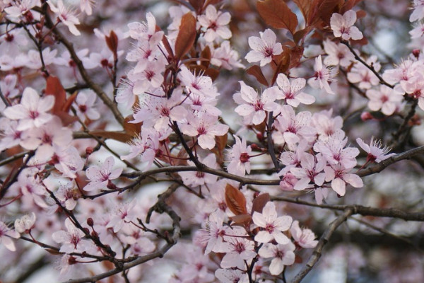 櫻花樹難養(yǎng)嗎