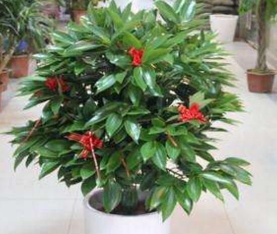 平安樹開花嗎，平安樹養(yǎng)多久可以開花