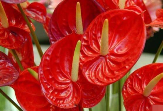 紅掌怎么養(yǎng)，紅掌養(yǎng)殖方法
