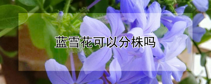 藍(lán)雪花可以分株嗎