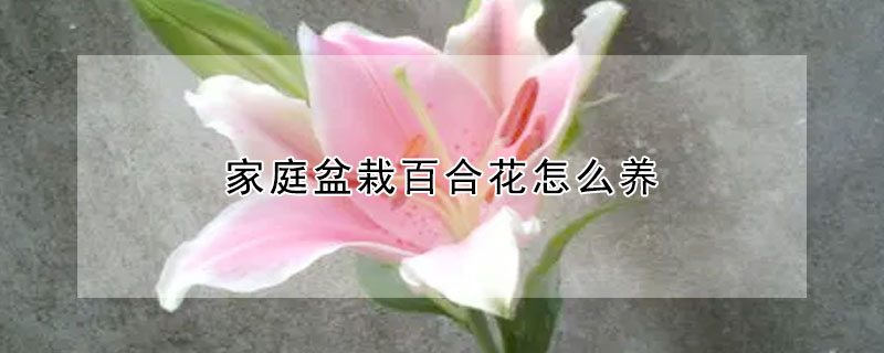 家庭盆栽百合花怎么養(yǎng)