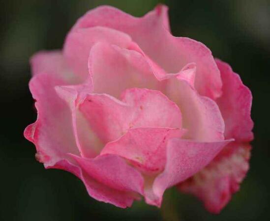 薔薇花能水培嗎，薔薇花水培方法