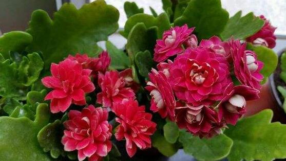 長(zhǎng)壽花品種，長(zhǎng)壽花最好看八大品種