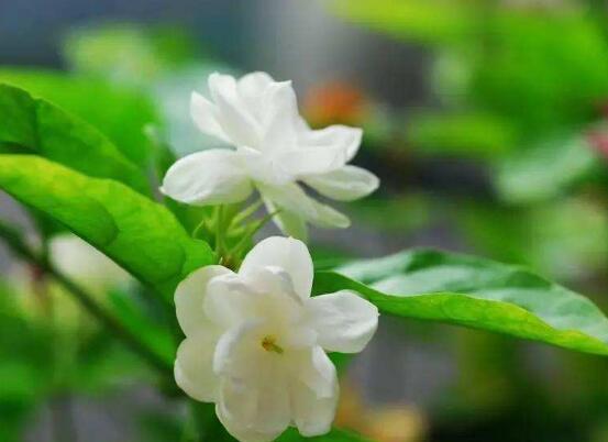 茉莉花怎么養(yǎng)，茉莉花養(yǎng)殖方法
