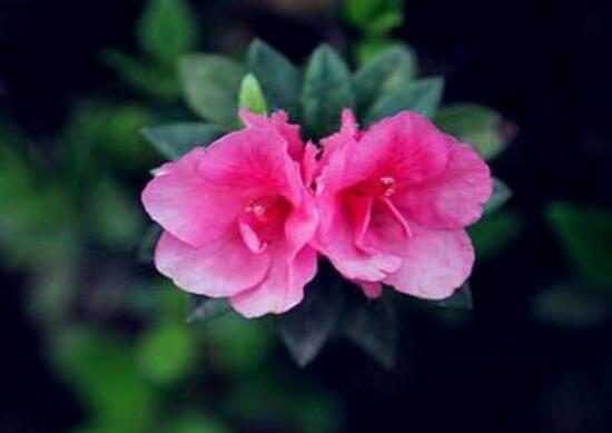杜鵑花花期多長時(shí)間，杜鵑花一年開幾次花