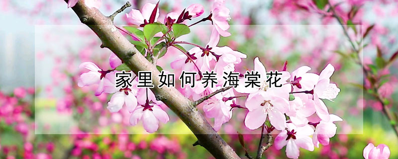 家里如何養(yǎng)海棠花