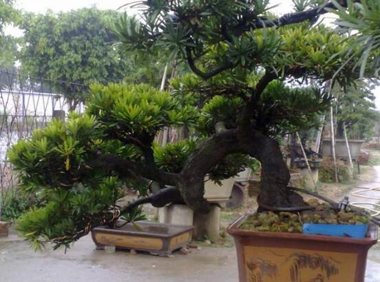 羅漢松可以水培嗎，羅漢松水培養(yǎng)殖方法