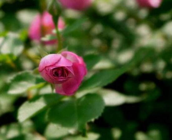 薔薇花蟲害及防治方法，薔薇花三種蟲害防治辦法