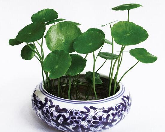 銅錢草葉子邊緣干枯，銅錢草葉子發(fā)黃怎么辦