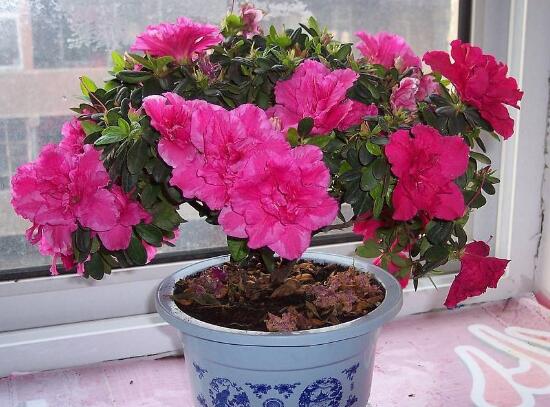 杜鵑花為什么爛根，杜鵑花爛根怎么辦