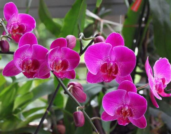蝴蝶蘭什么時候開花，蝴蝶蘭一年開幾次花