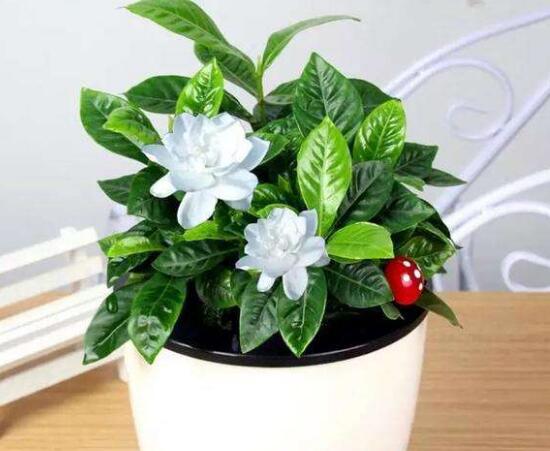 盆栽梔子花怎么換盆，梔子花換盆后如何管理