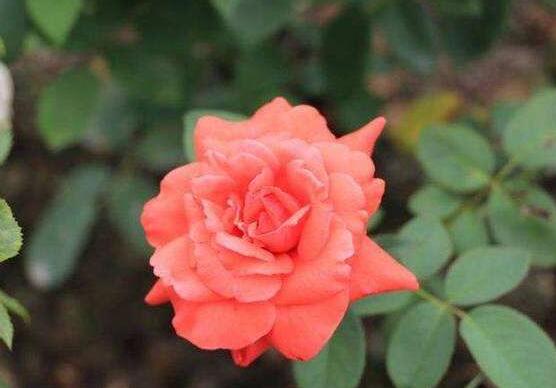玫瑰花的花語是什么，玫瑰花象征著美麗的愛情