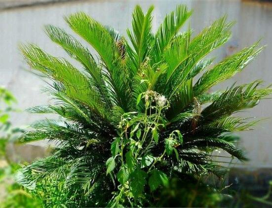 鐵樹施什么肥料好，鐵樹施氮磷鉀復(fù)合肥最好