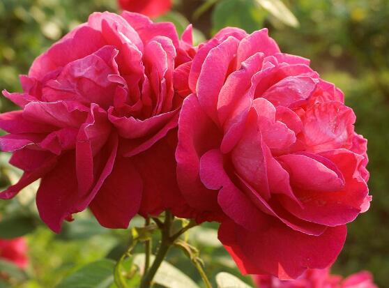 玫瑰花有毒嗎，玫瑰花可以在室內(nèi)養(yǎng)嗎