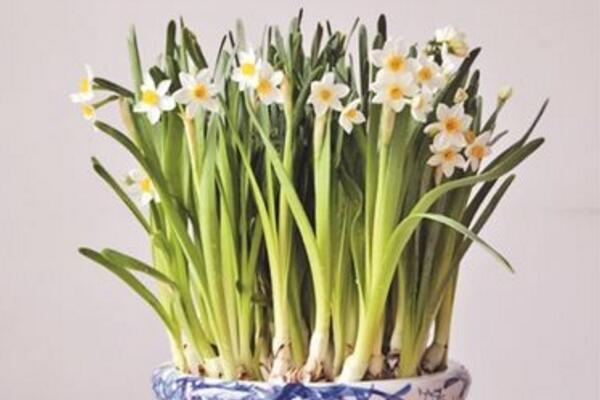 水仙花怎么會養(yǎng)好，養(yǎng)好水仙花只需要5步