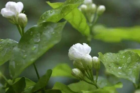 茉莉花怎么養(yǎng)，茉莉花養(yǎng)殖方法