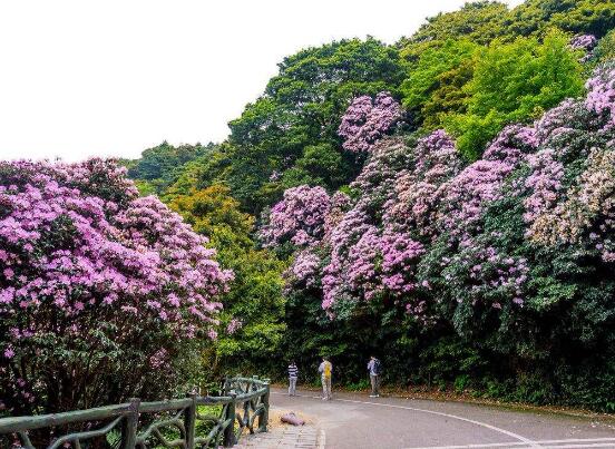杜鵑花葉子發(fā)黃怎么辦，杜鵑花葉子發(fā)黃解決辦