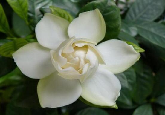 梔子花什么時(shí)候開(kāi)花，梔子花開(kāi)花期5月-8月