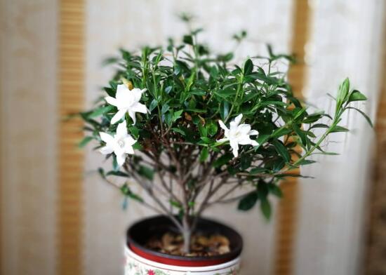 梔子花怎么爆盆，梔子花爆盆的養(yǎng)護(hù)方法