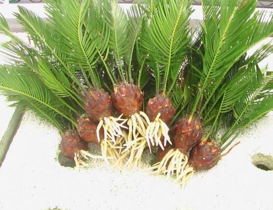 鐵樹(shù)可以水培嗎，鐵樹(shù)水培方法