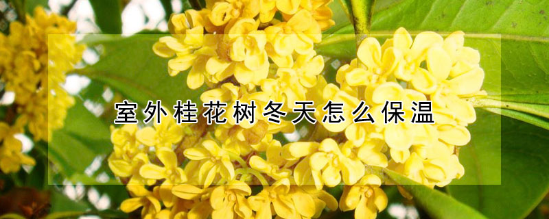 室外桂花樹冬天怎么保溫