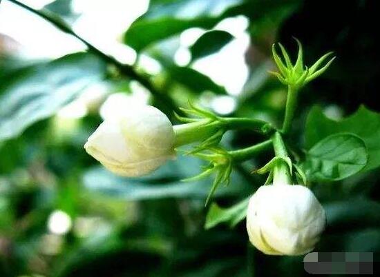 茉莉花的功效與作用，茉莉花八大功效與作用