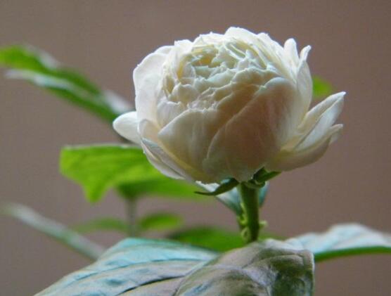 茉莉花怎么養(yǎng)，茉莉花養(yǎng)殖方法
