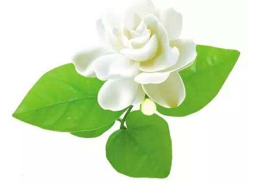 茉莉花怎么養(yǎng)，茉莉花養(yǎng)殖方法