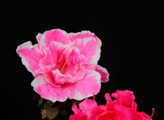 杜鵑花有毒嗎，杜鵑花適合放在臥室嗎