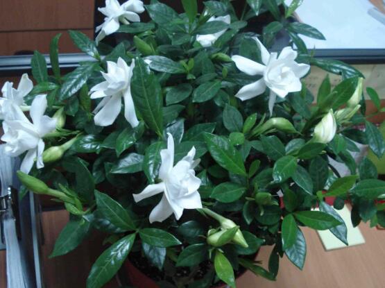 梔子花怎么澆水，梔子花澆水方法