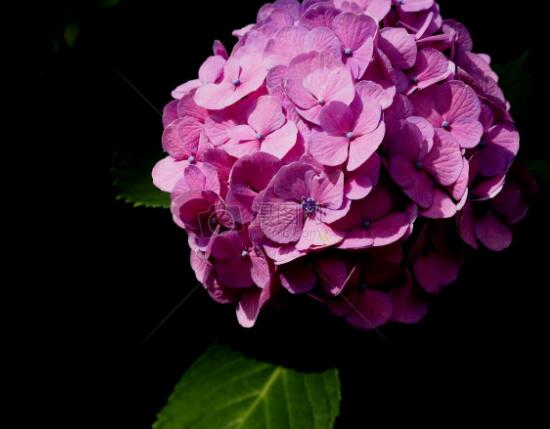 繡球花花期多久，花開(kāi)花謝持續(xù)25天(6-8月開(kāi)花)