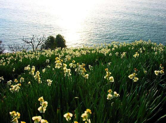 土培水仙花怎么澆水，土培水仙花澆水方法