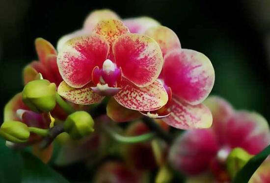 蝴蝶蘭什么時候開花，蝴蝶蘭一年開幾次花