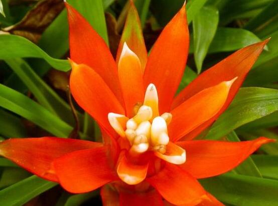 鴻運當(dāng)頭會開花嗎，鴻運當(dāng)頭養(yǎng)殖2-3年會開花