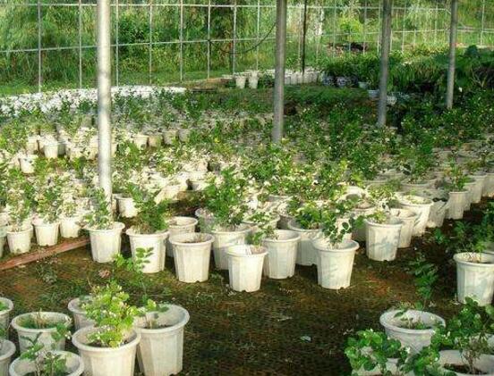 茉莉花可以水培嗎，茉莉花水培方法