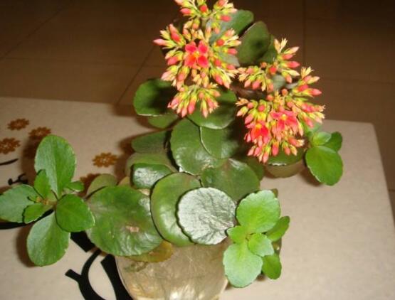 長(zhǎng)壽花爛根怎么辦，長(zhǎng)壽花爛根解決辦法