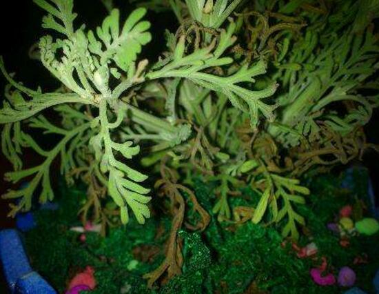 薰衣草葉子干枯怎么辦，教你正確的補(bǔ)救方法