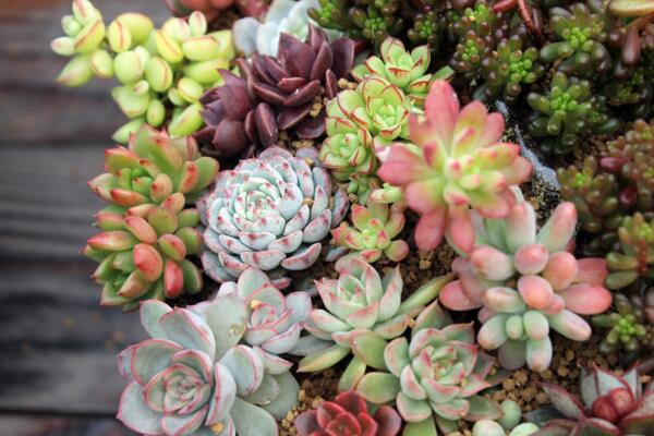 寶石花掉下來是怎么了，可能是以下5種原因導致