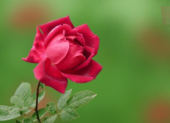玫瑰花什么時(shí)候開(kāi)花，玫瑰開(kāi)花在每年初夏期間