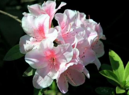 杜鵑花花期多長時(shí)間，杜鵑花一年開幾次花