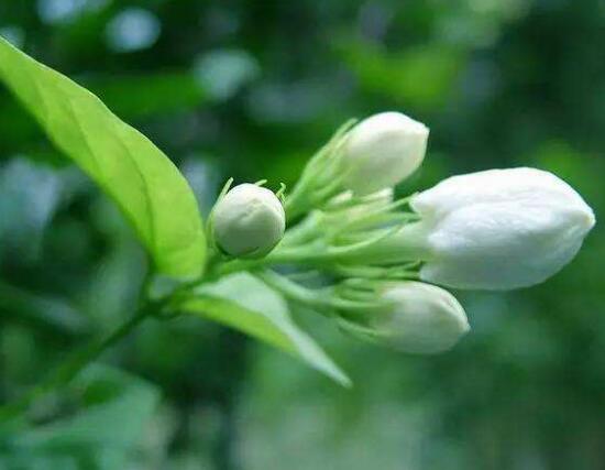 茉莉不開花是什么原因，注意這六點讓你的茉莉花爆盆