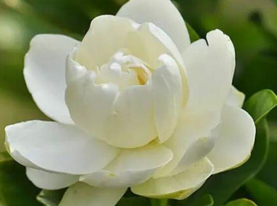 梔子花的花語，梔子花代表永恒的愛與約定