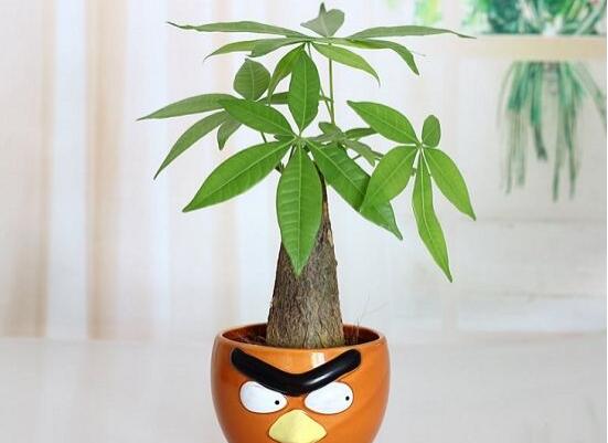 小發(fā)財樹的種植，小發(fā)財樹的種植方法