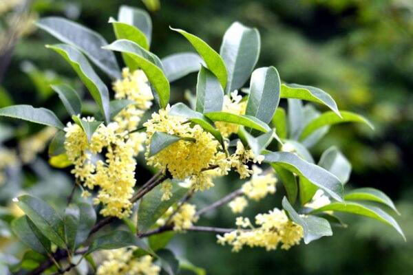 金桂花的養(yǎng)殖方法，掌握以下要點非常重要