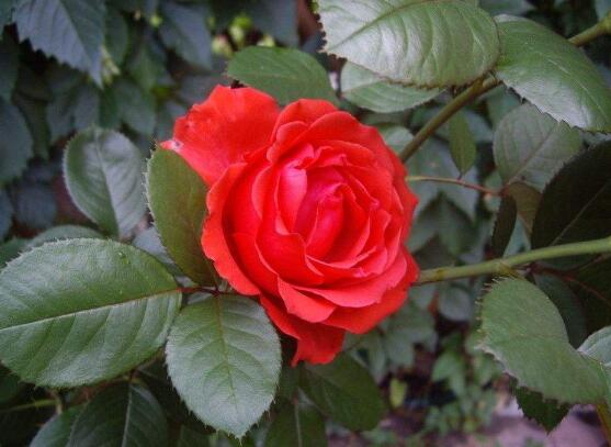 玫瑰花什么時(shí)候開(kāi)花，玫瑰開(kāi)花在每年初夏期間