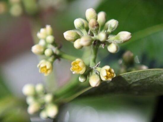 平安樹開花嗎，平安樹養(yǎng)多久可以開花